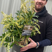 Pieris japonica 'Taiwanensis' 3L -