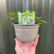 Lupin 'Gallery White' 9cm / 2L -