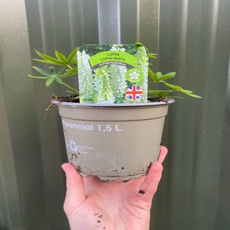 Lupin 'Gallery White' 9cm / 2L -