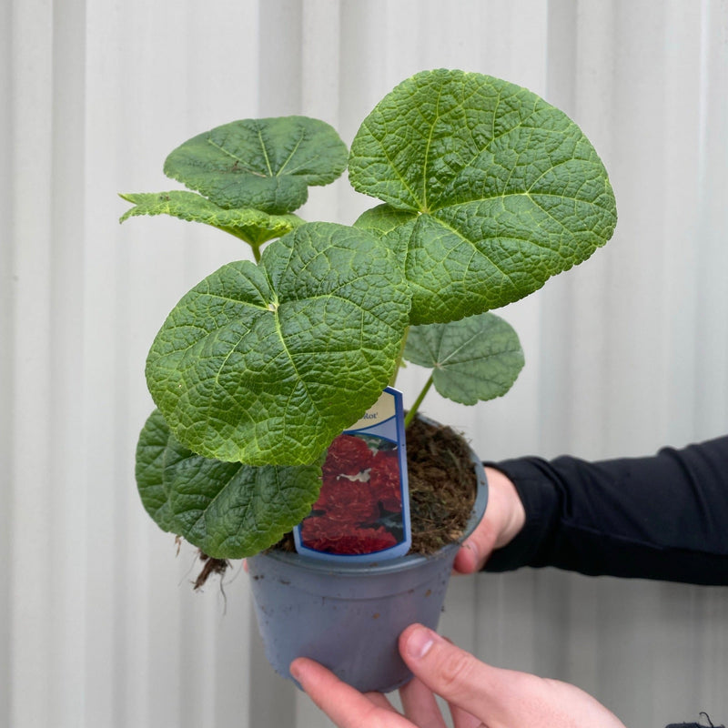 Hollyhock (Alcea) Chater's Red 9cm -