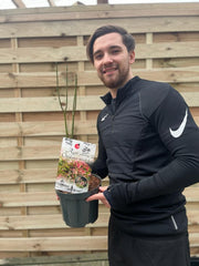 Acer palmatum Oridono-nishiki 3L - Home & Garden > Plants > Indoor & Outdoor Plants > Landscaping & Garden Plants