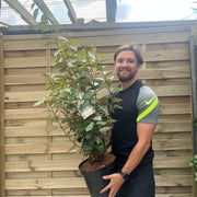 Elaeagnus x ebbingei Compacta (Multibuy Offers Available) -