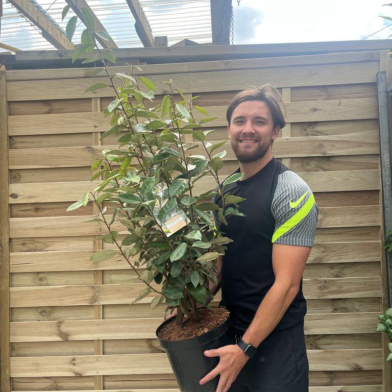 Elaeagnus x ebbingei Compacta (Multibuy Offers Available) -