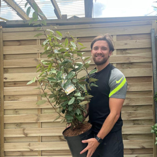 Elaeagnus x ebbingei Compacta (Multibuy Offers Available) -