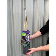 Wisteria sinensis 'Caroline' 60cm -