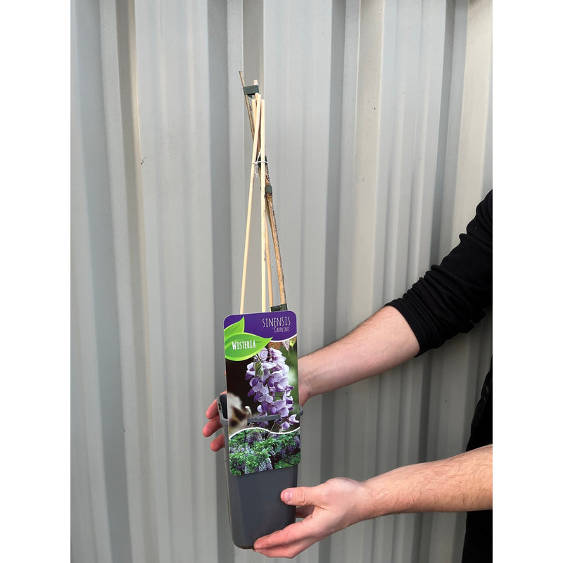 Wisteria sinensis 'Caroline' 60cm -