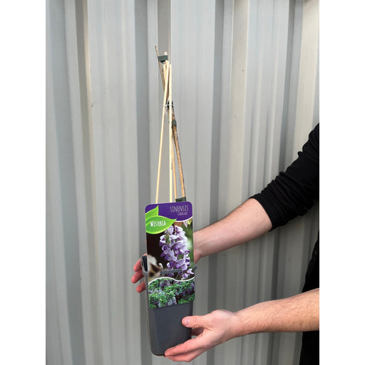 Wisteria sinensis 'Caroline' 60cm -