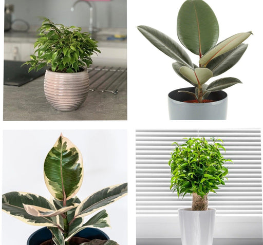 Ficus Mix -