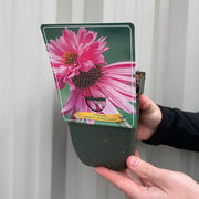 Echinacea purpurea 'Double Decker' 9cm Pot -