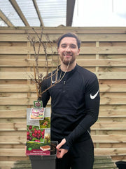 Gooseberry 'Ribes' Hinnonmaki Rod 2L /4L -