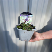 Eryngium 'Miss Marbel' 1L -