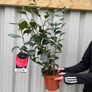 Camellia japonica 'Adolphe Audusson' 3L (70cm Tall) -
