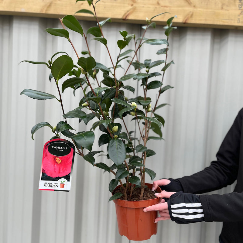 Camellia japonica 'Adolphe Audusson' 3L (70cm Tall) -
