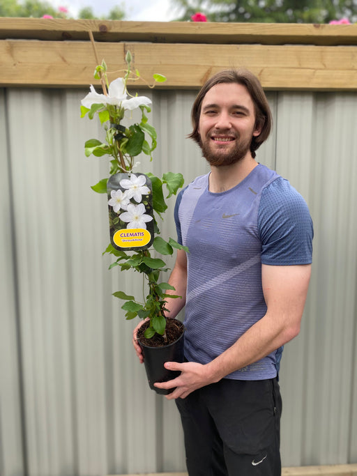 Clematis 'Shirayukihime' 90-95cm -