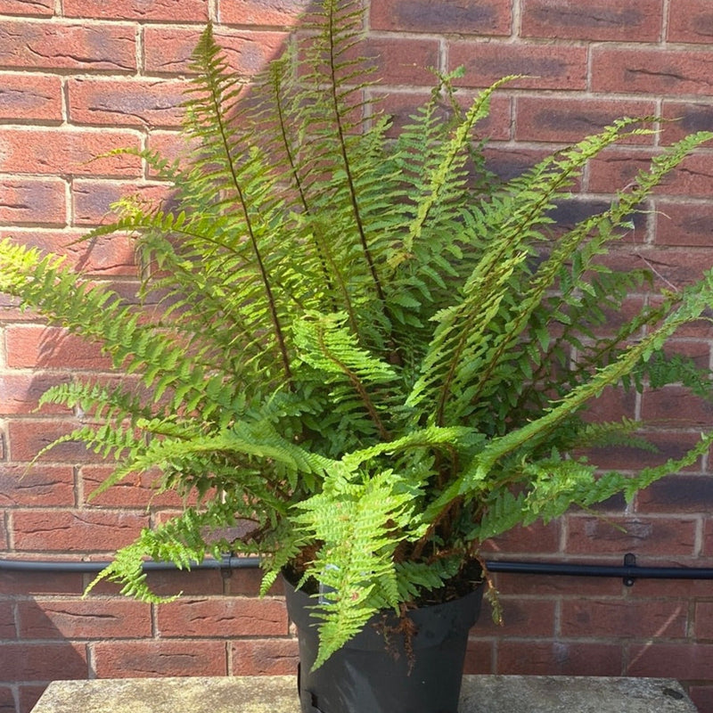 Established Dryopteris Fern - 10L -