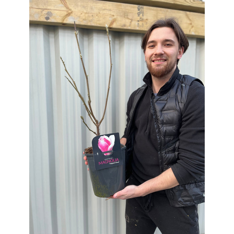 Magnolia denudata 'Fragrant Cloud' 4L -