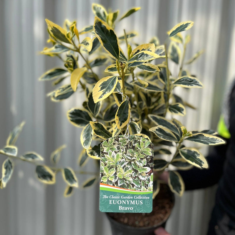 Euonymus japonicus 'Bravo' 9cm / 3L -