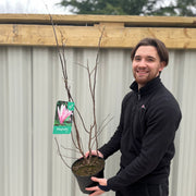 Magnolia 'Betty' 3L -