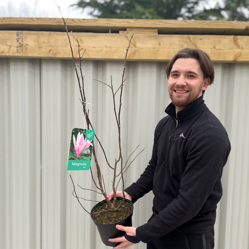 Magnolia 'Betty' 3L -