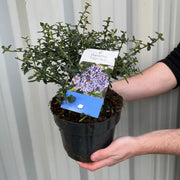 Ceanothus 'Tilden Park' (Californian Lilac) 2L -