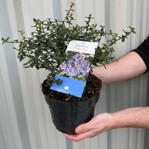 Ceanothus 'Tilden Park' (Californian Lilac) 2L -