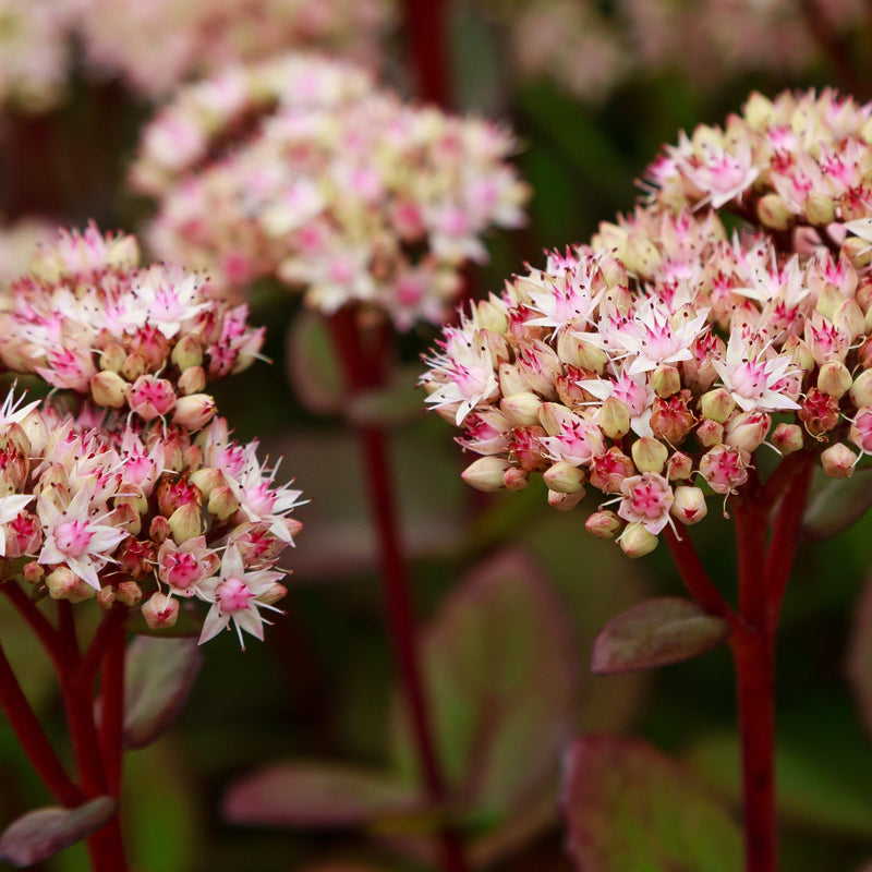 Sedum - Matrona 1.5L -