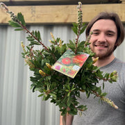 Standard Callistemon - Bottle Brush (70-80cm) -