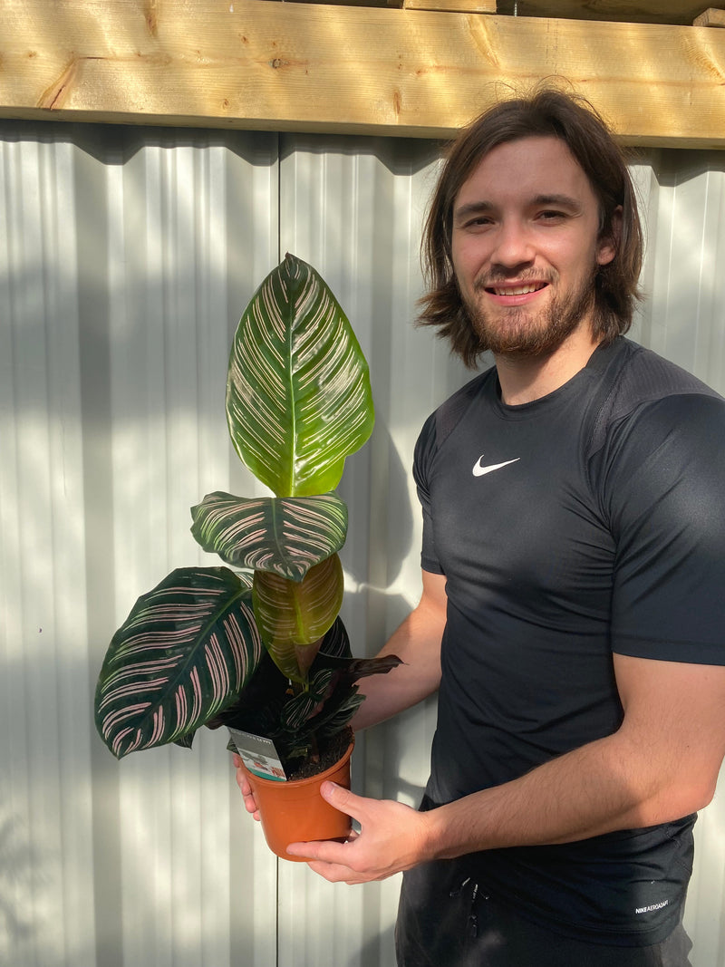 Calathea sanderiana 50cm -