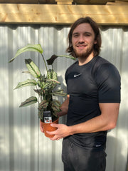 Calathea whitestar 50cm -