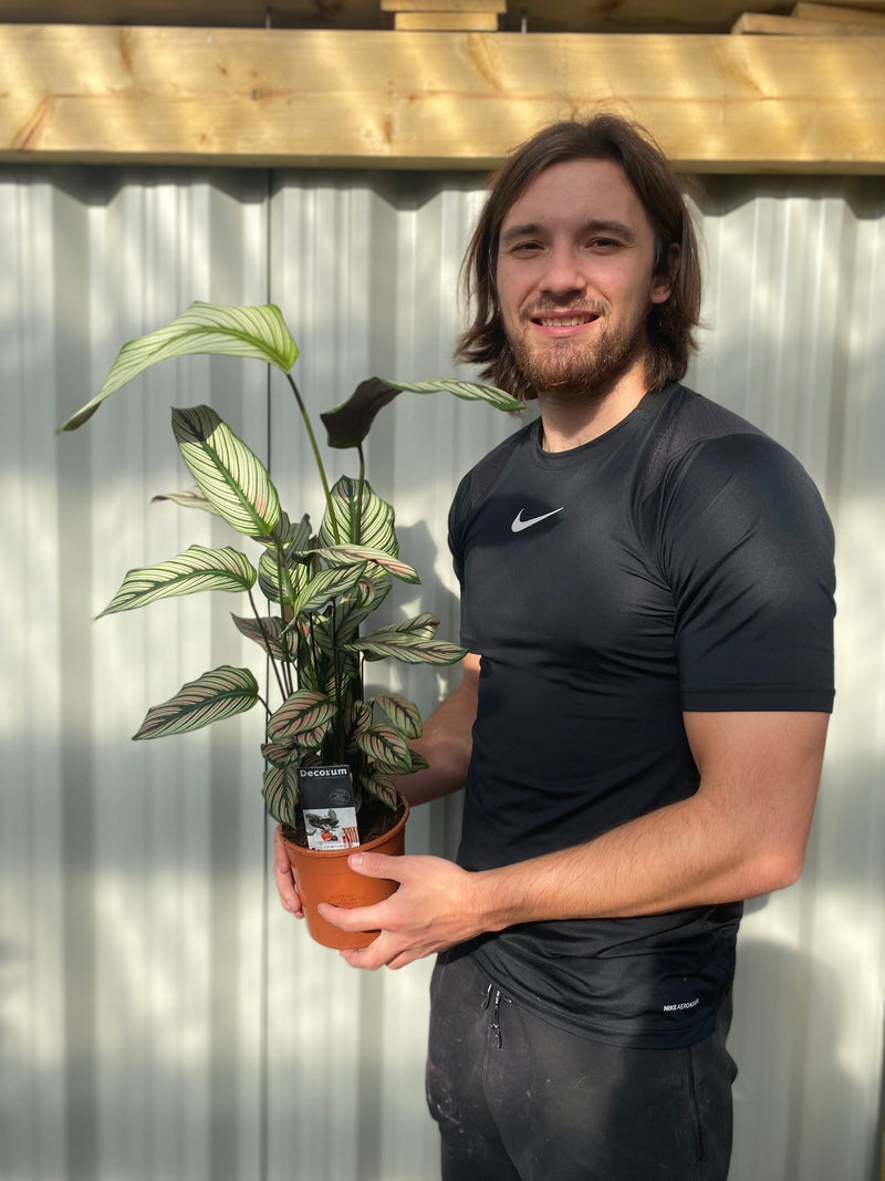 Calathea whitestar 50cm -