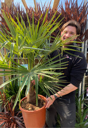 Trachycarpus Fortunei 3L / 7L / 12L -