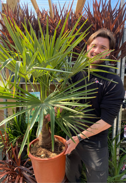 Trachycarpus Fortunei 3L / 7L / 12L -