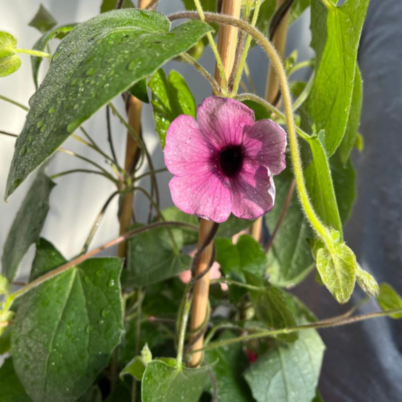 Thunbergia alata Black Eyed Susie (Pink) -
