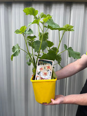 Malva 'Park Allee' 3L -