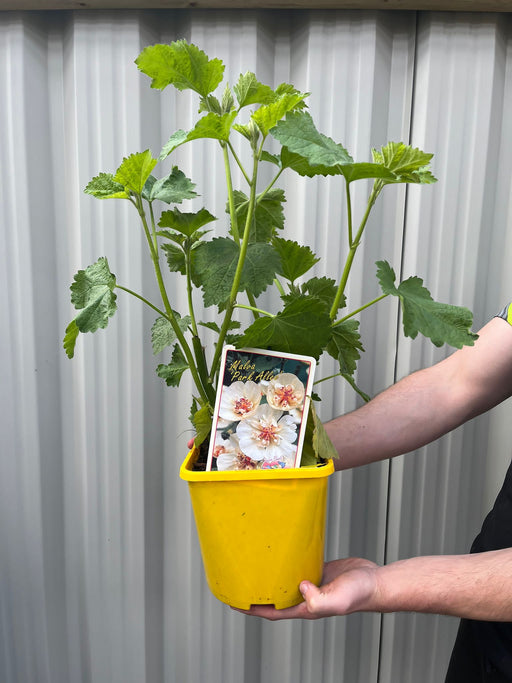 Malva 'Park Allee' 3L -