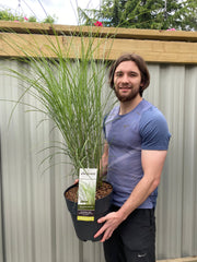 Miscanthus sinensis Gracillimus 2L/10L Growers Pot -