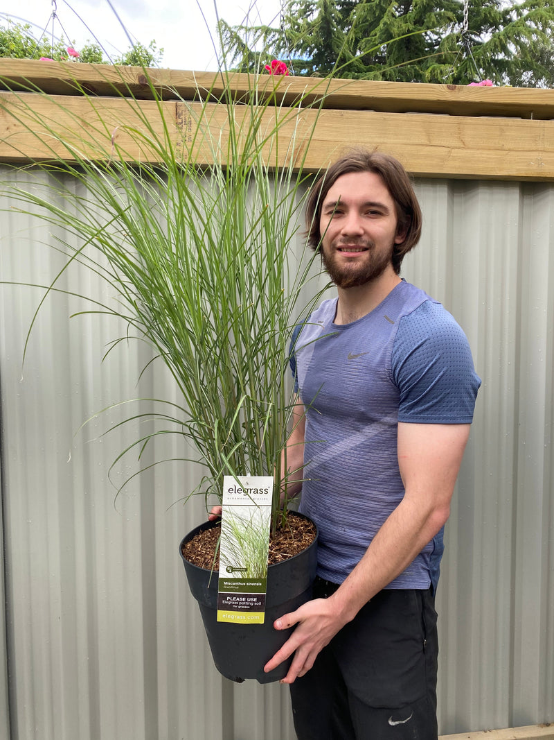 Miscanthus sinensis Gracillimus 2L/10L Growers Pot -