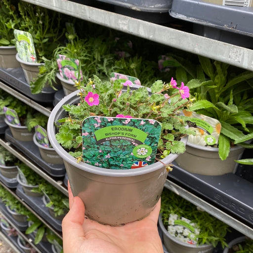 Erodium 'Bishops Form' 9cm -