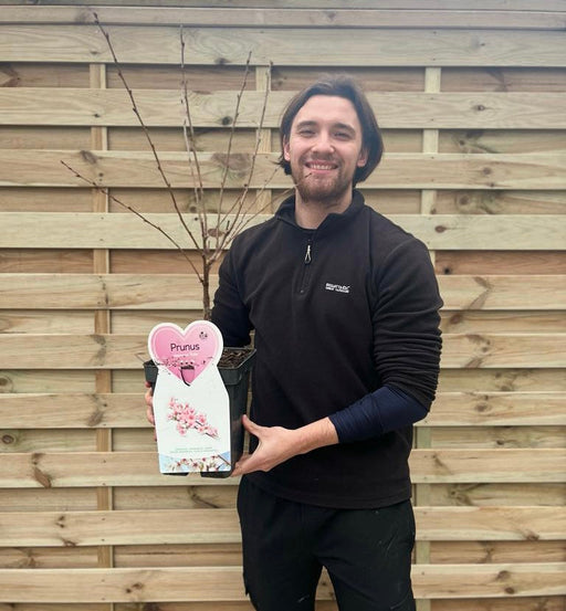 Ornamental Flowering Cherry Blossom Tree Dwarf - Nipponica 'Ruby' -