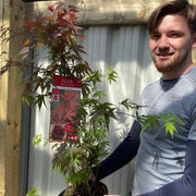 Acer palmatum 'Atropurpureum' 10.5cm-130L -