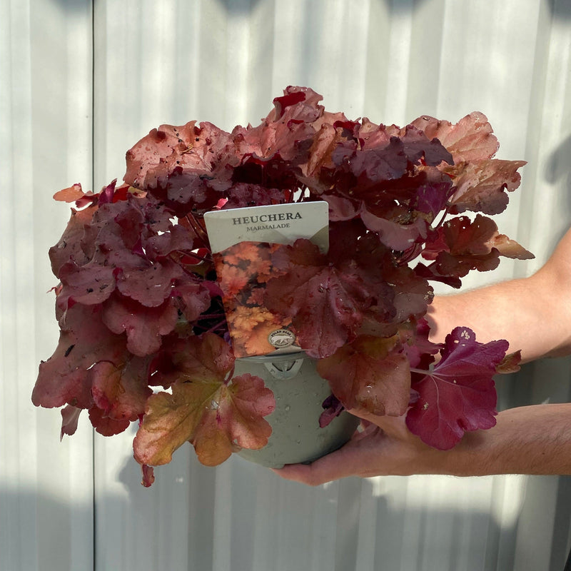 Heuchera 'Marmalade' 2L -