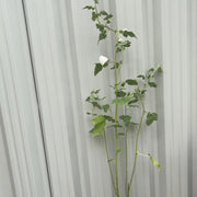 Lavatera 'Blushing Bride' 2L -