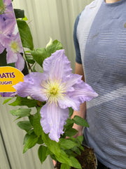 Clematis 'Spotlight' 90-95cm -