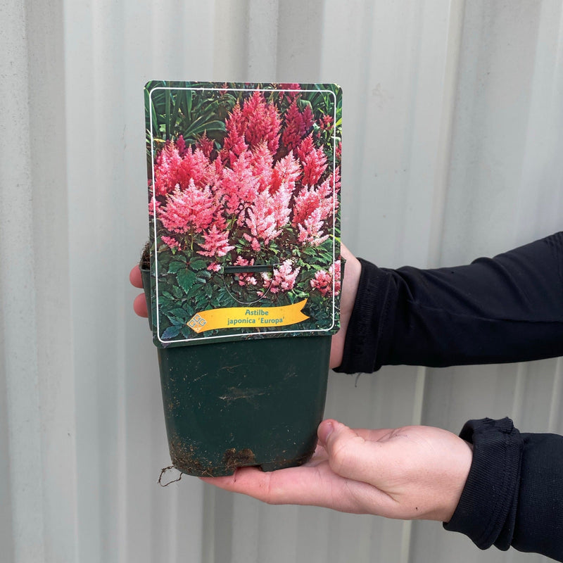 Astilbe - Europa 1.5L -