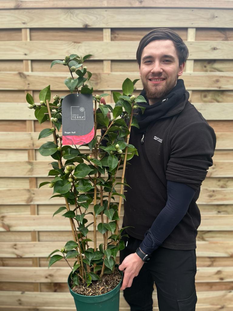 Camellia 'Roger Hall' 1L / 5L (100cm) -