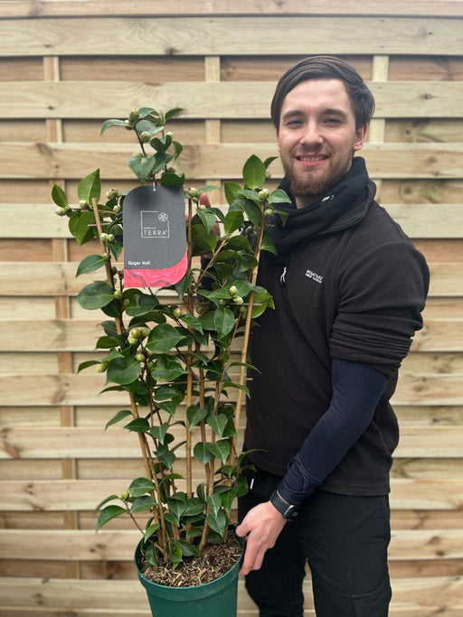 Camellia 'Roger Hall' 1L / 5L (100cm) -