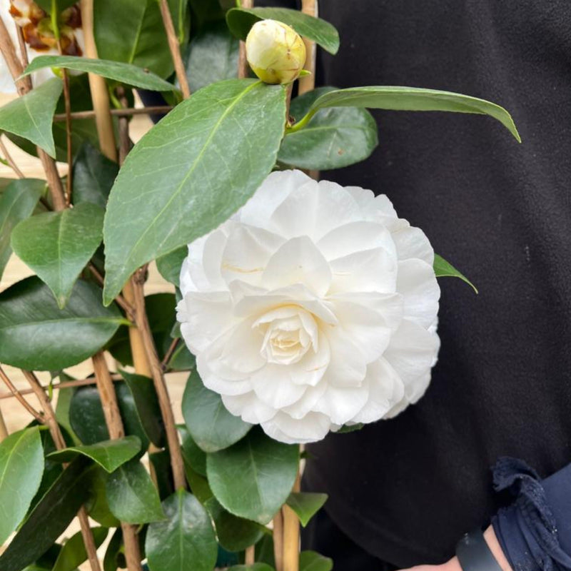 Camellia japonica 'Nuccio's Gem' 2L / 5L (100cm) -
