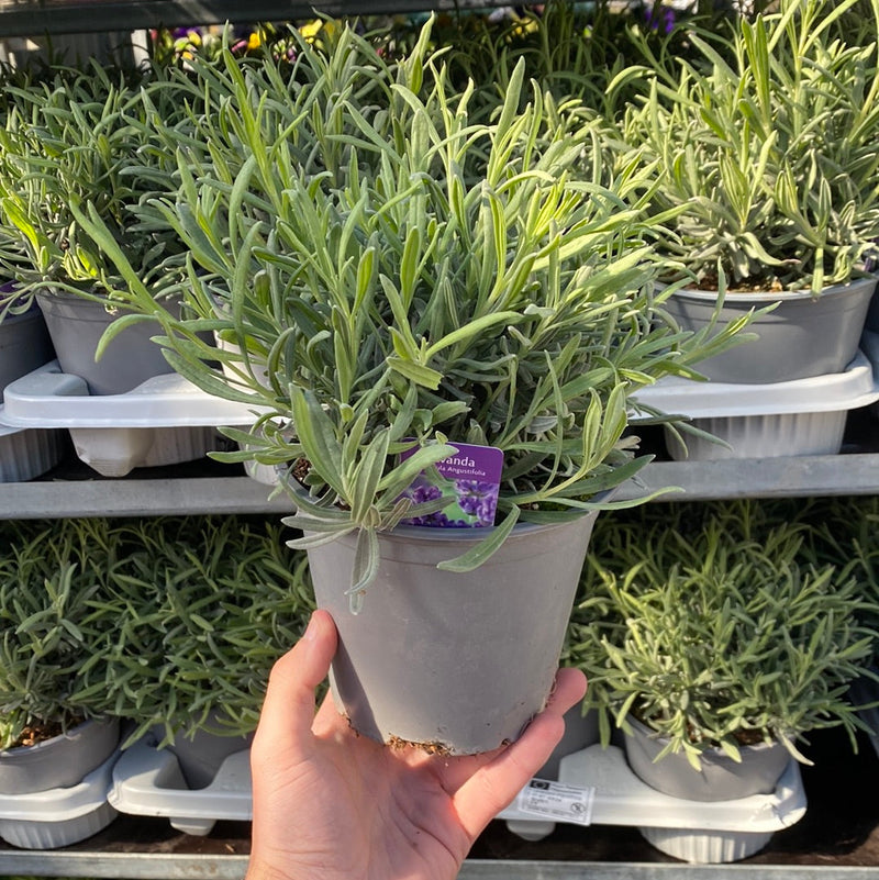 Lavender angustifolia 'Munstead' 9cm/1.5L -