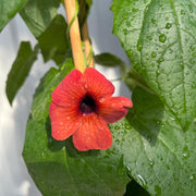 Thunbergia alata Black Eyed Susie (Red) -