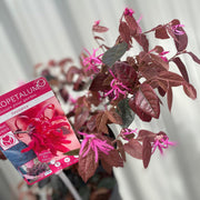Loropetalum Chinense Fire Dance 2L -